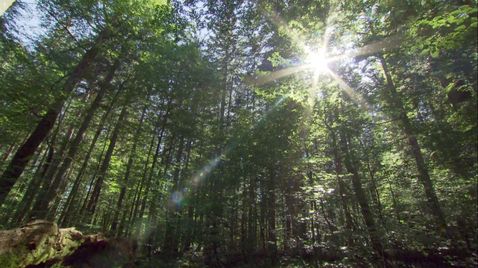 Der Wald als Heiler - Der Biophilia-Effekt