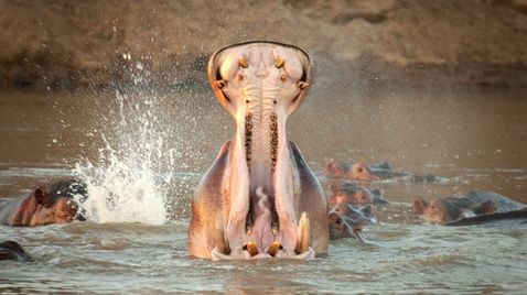 Kämpfer und Könige - Afrikas Flusspferde | 