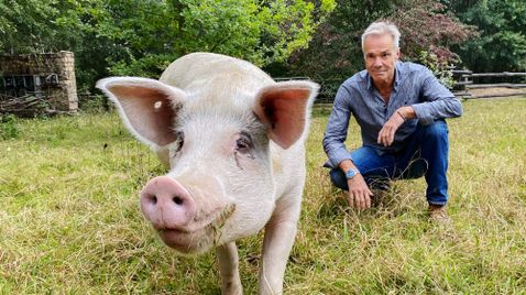 Hannes Jaenicke: Im Einsatz für das Schwein | TV-Programm ZDF