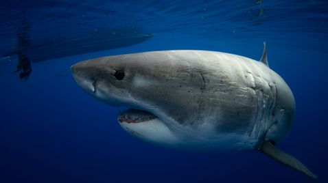 Weißer Hai vs. Tigerhai