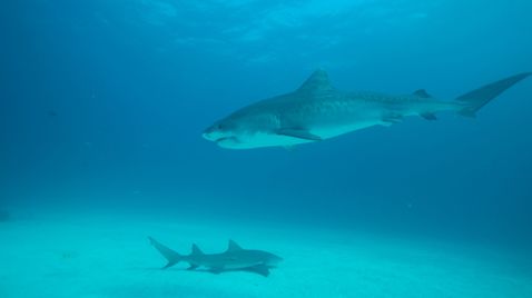Akte Hai - Dem Raubtier auf der Spur auf National Geographic Wild