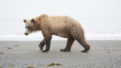 Tracker Diaries - Die Bären von Alaska | 