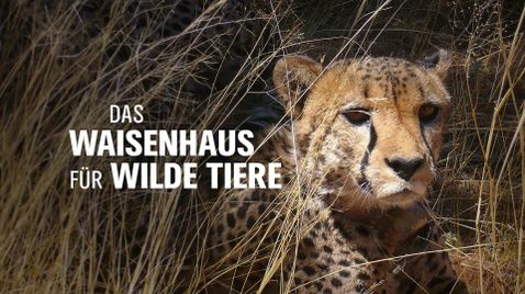 Das Waisenhaus für wilde Tiere auf WDR