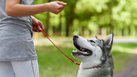 Dog Impossible - Zweite Chance für Hunde auf sixx