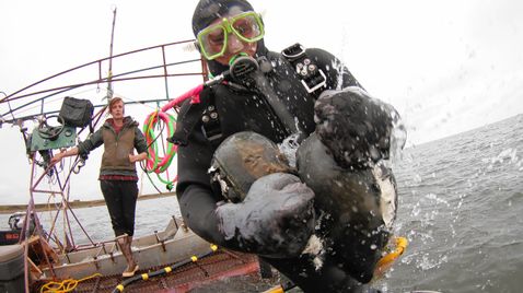 Goldtaucher der Beringsee auf Discovery Channel