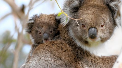 Wildes Australien auf National Geographic Wild