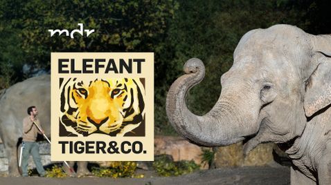 Elefant, Tiger & Co