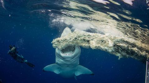 Der größte Weiße Hai?