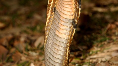 Die tödlichsten Schlangen der Welt auf National Geographic Wild