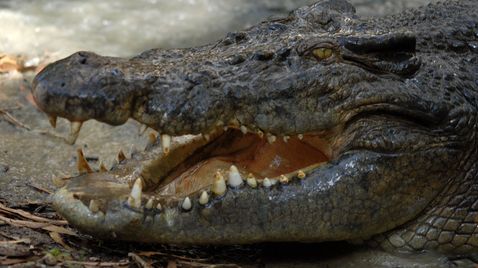 Die tödlichsten Krokodile der Welt
