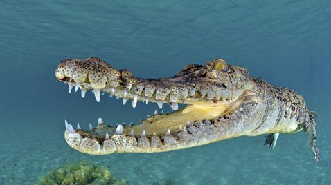 Die tödlichsten Krokodile der Welt