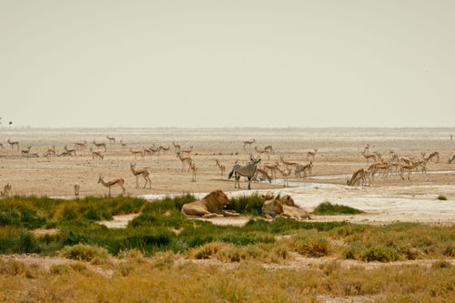 Kalahari - Gesetz der Wildnis