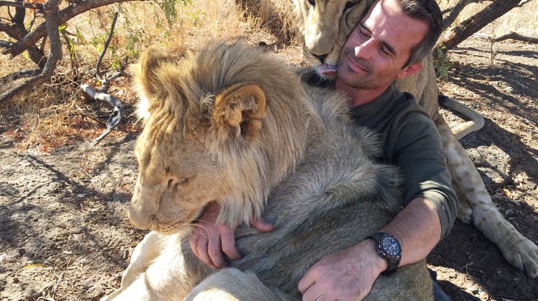 Zwei Löwen auf Reisen - Heimkehr nach Afrika