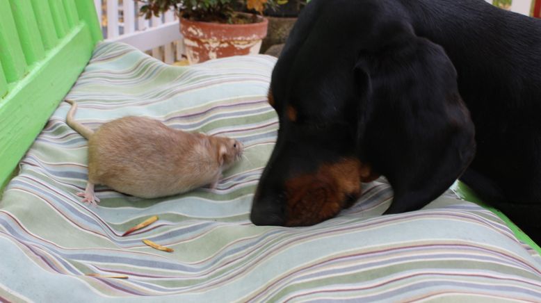 Tierische Freundschaften